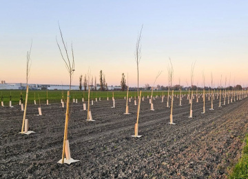 Sorbol Mezzani | La Forêt SMEG est née